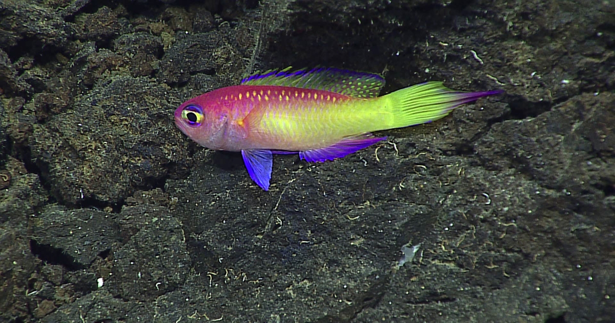 Mariana Trench Photos And Videos U S Fish Wildlife Service   Mariana Trench Groppo Fish Banner 